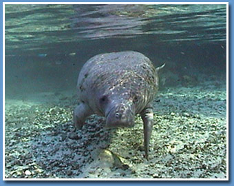 Crystal River Manatees Manatee Tours Canoeing Kayaking
